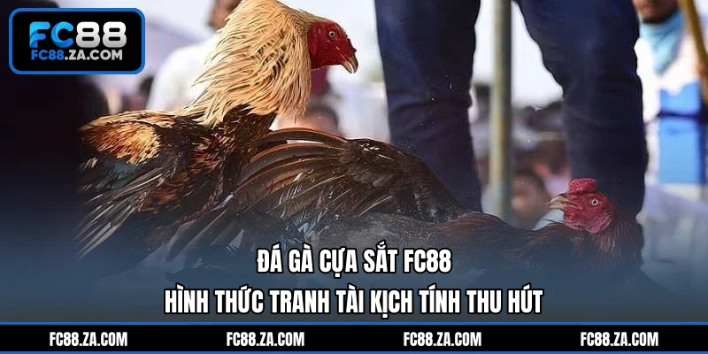 Đá Gà Cựa Sắt FC88 - Hình Thức Tranh Tài Kịch Tính Thu Hút