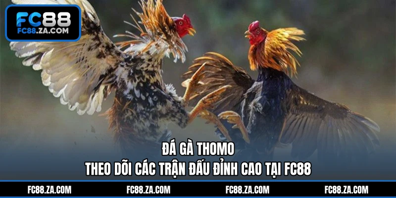 Đá Gà Thomo - Theo Dõi Các Trận Đấu Đỉnh Cao Tại FC88
