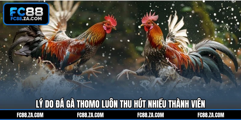 Lý do đá gà Thomo luôn thu hút nhiều thành viên