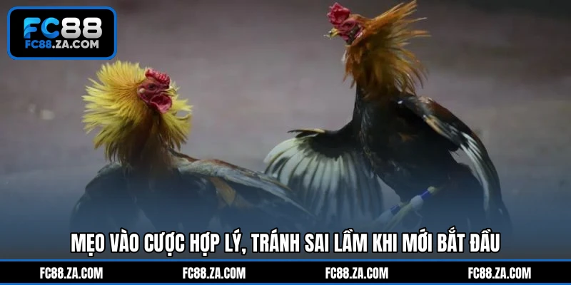 Mẹo vào cược hợp lý, tránh sai lầm khi mới bắt đầu