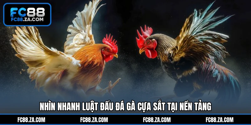 Nhìn nhanh luật đấu đá gà cựa sắt tại nền tảng